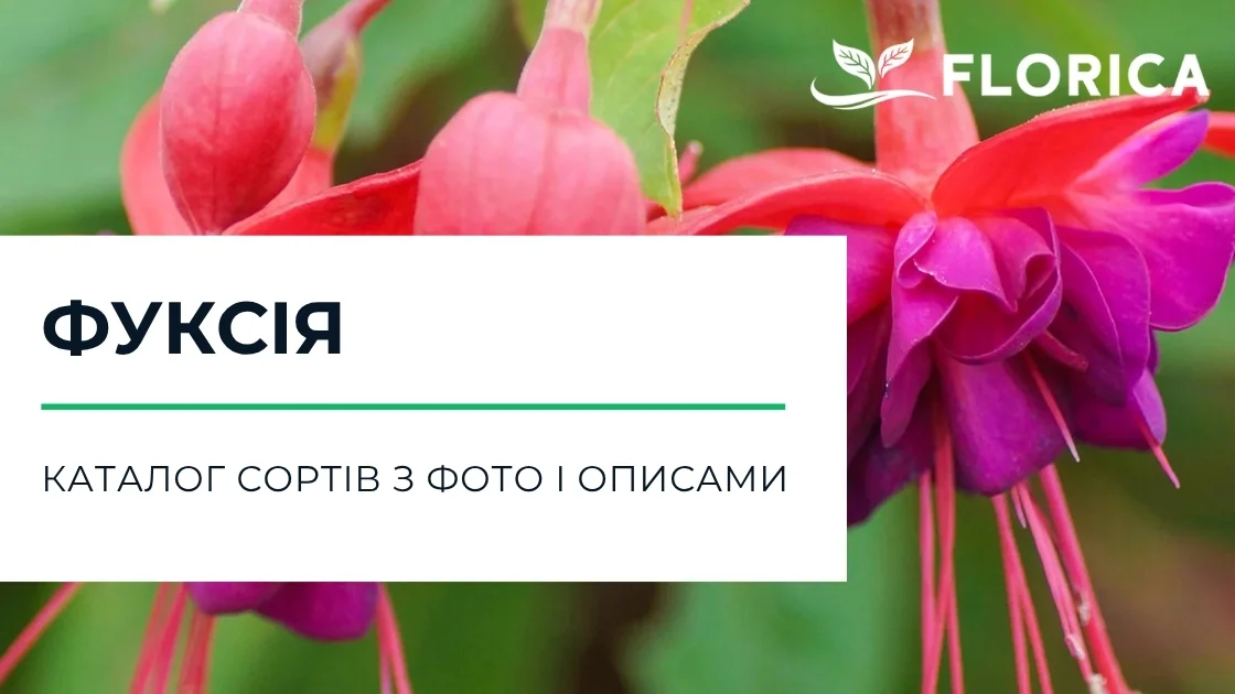 Фуксія: каталог сортів з фото і описами