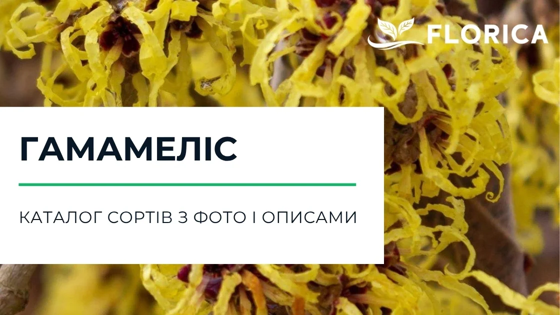 Гамамеліс: каталог сортів з фото і описами