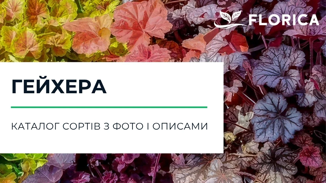 Гейхера: каталог сортів з фото і описами