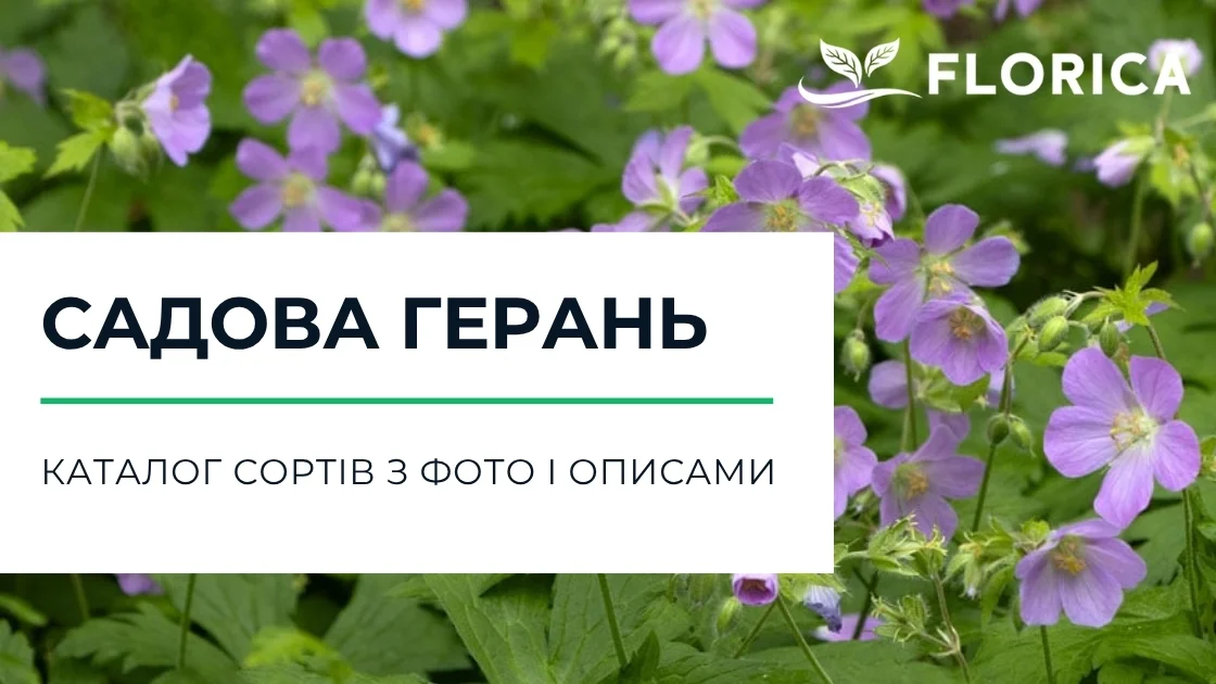 Герань садова: каталог сортів з фото і описами