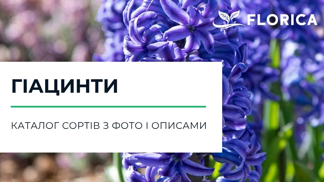 Гіацинти: каталог сортів з фото і описами