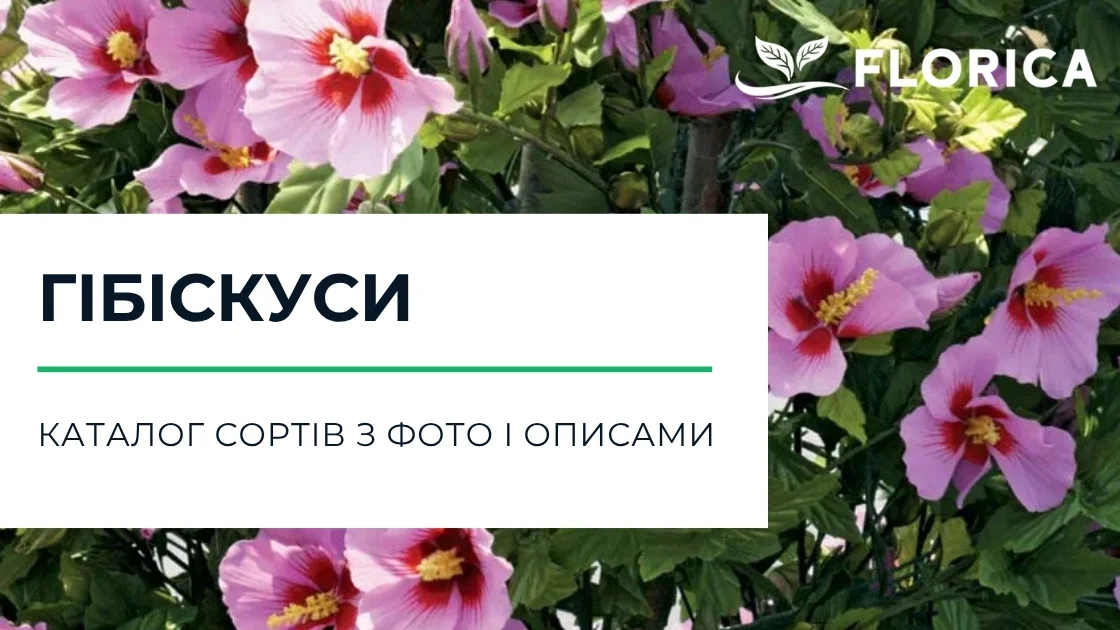 Гібіскус: каталог сортів з фото і описами