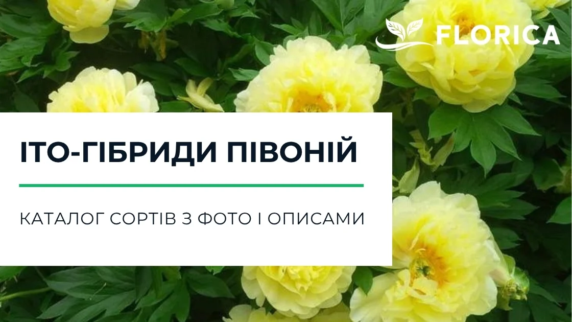 Гібридні півонії: каталог сортів з фото і описами