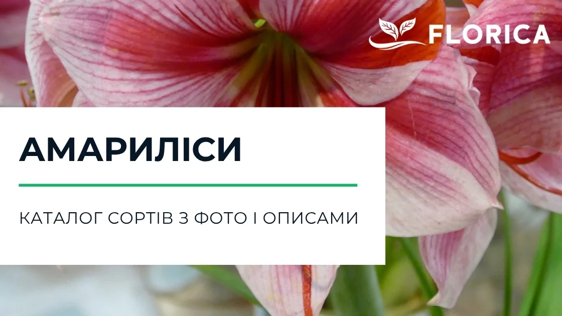 Гіпеаструм: каталог сортів з фото і описами