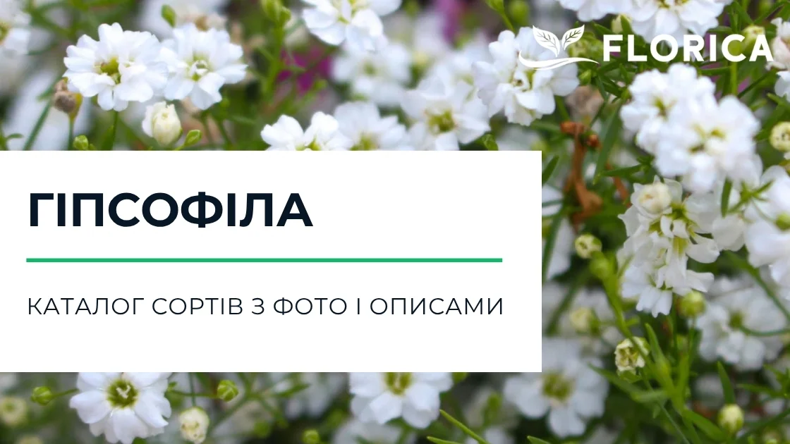 Гіпсофіла: каталог сортів з фото і описами