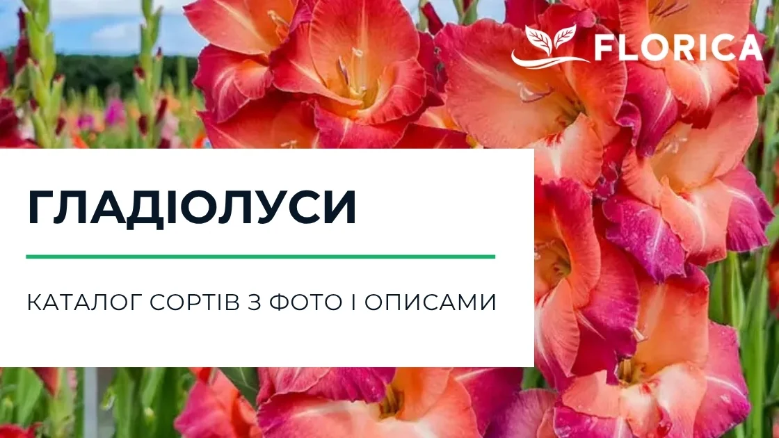 Гладіолуси: каталог сортів з фото і описами