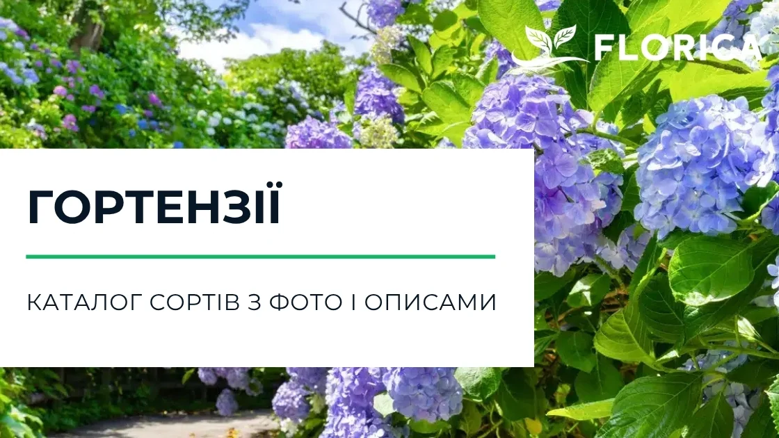 Гортензії: каталог сортів з фото і описами