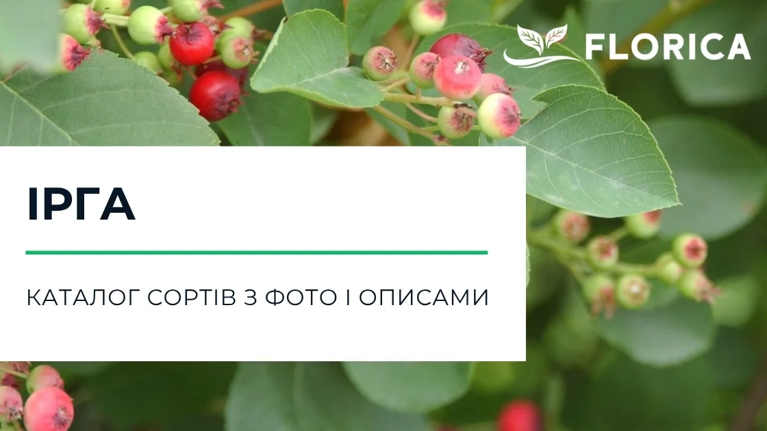 Ірга: каталог сортів з фото і описами