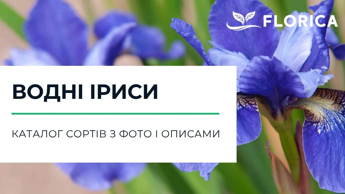 Водні іриси: каталог сортів з фото і описами