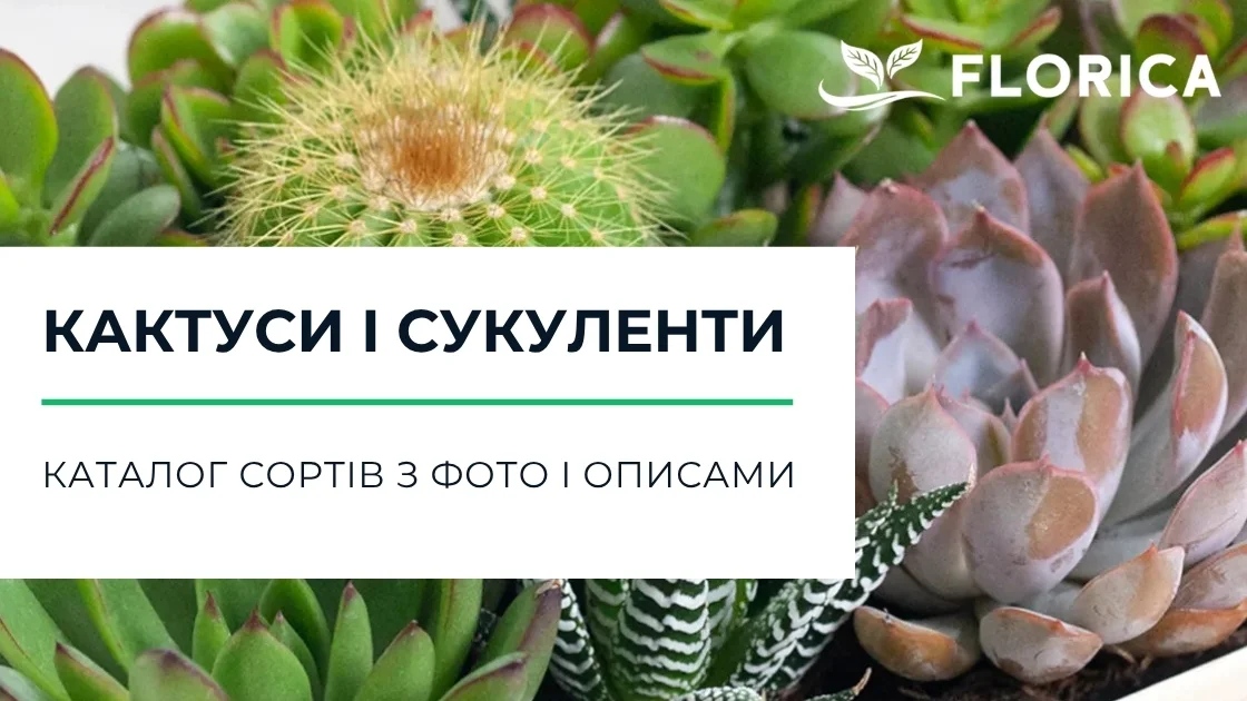 Кактуси та сукуленти: каталог сортів з фото і описами