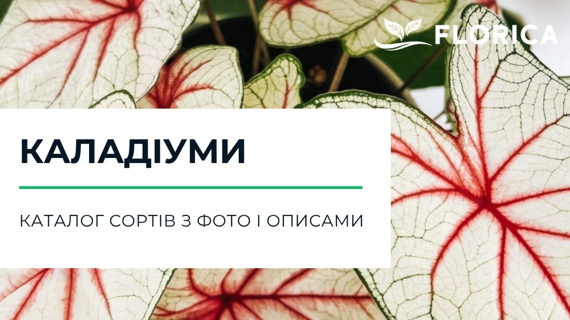Каладіум: каталог сортів з фото і описами