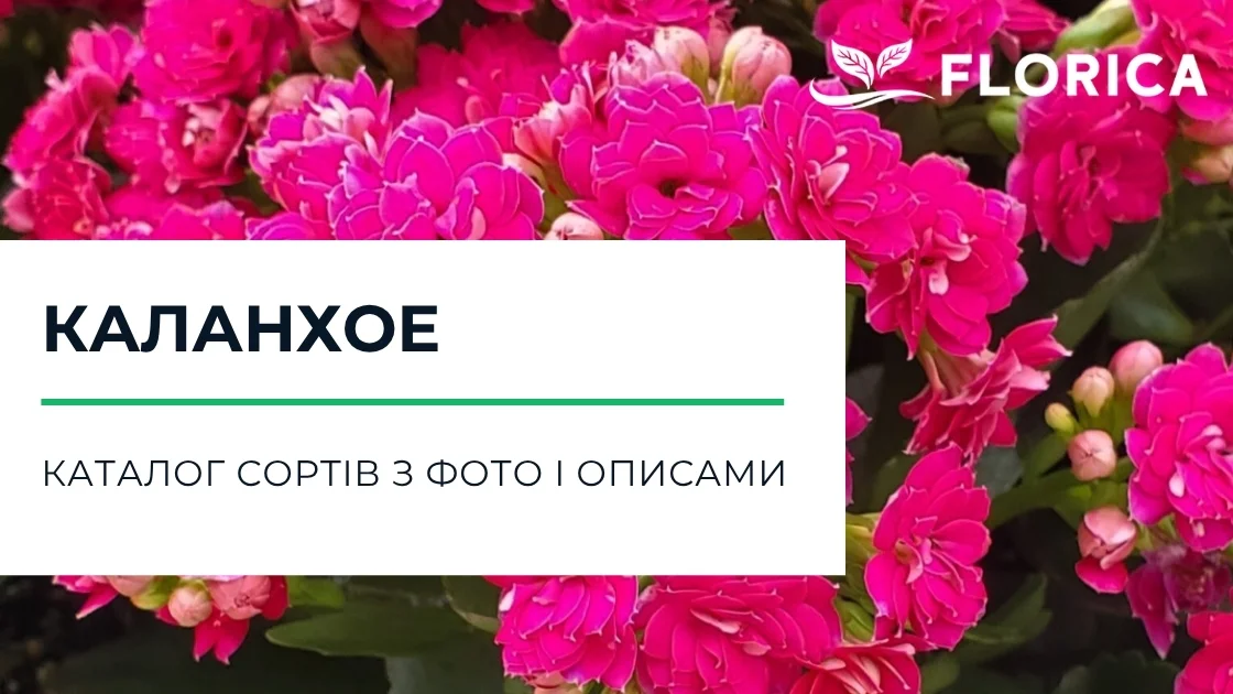 Каланхоє: каталог сортів з фото і описами