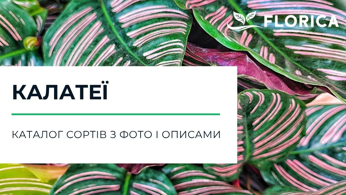 Калатея: каталог сортів з фото і описами