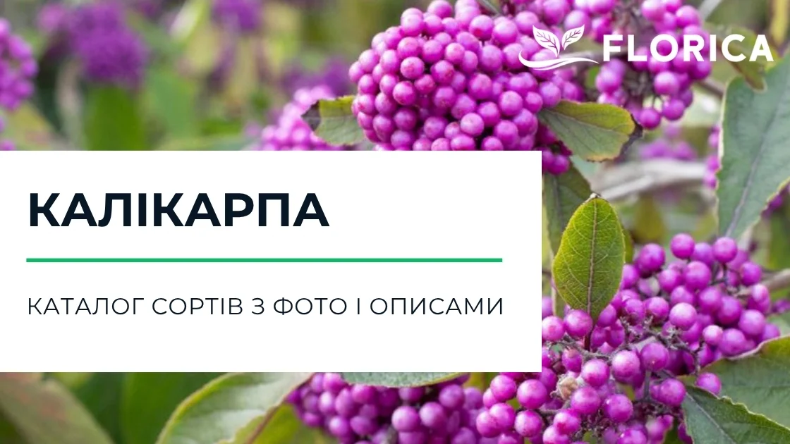Калікарпа (красивоплідна): каталог сортів з фото і описами