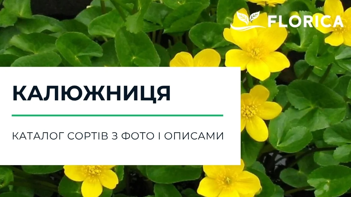 Калюжниця: каталог сортів з фото і описами