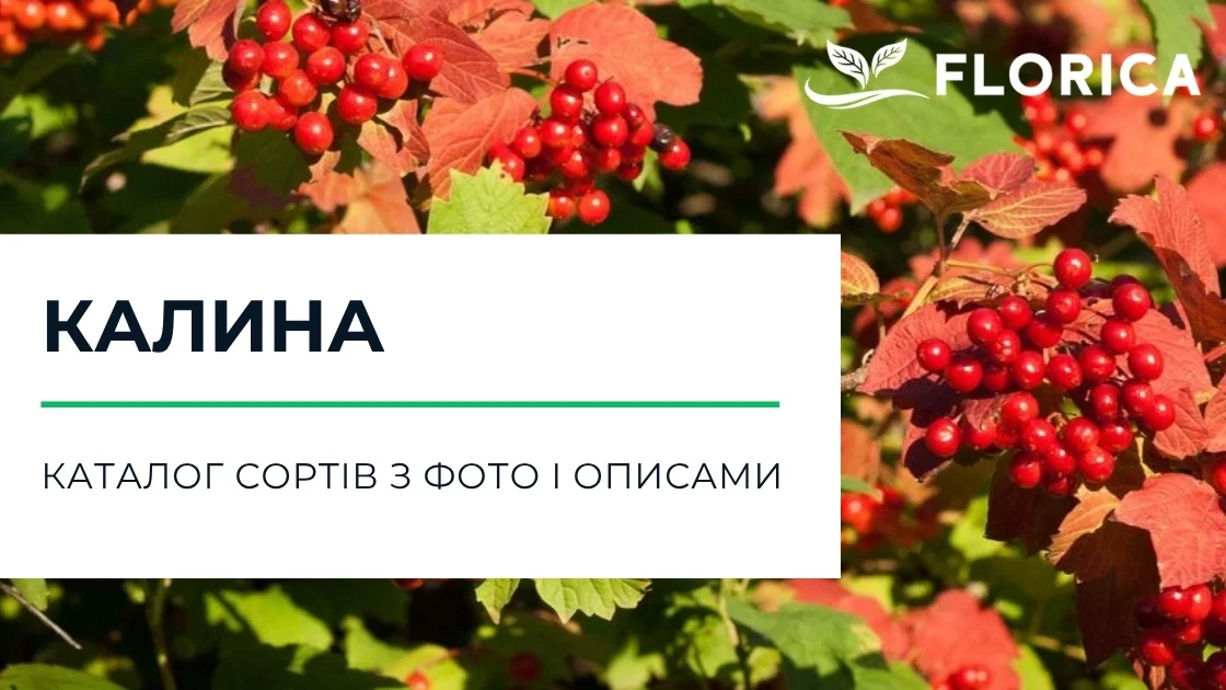 Калина: каталог сортів з фото і описами