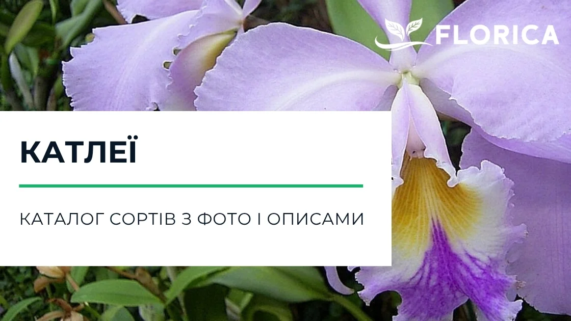 Орхідеї катлея: каталог сортів з фото і описами