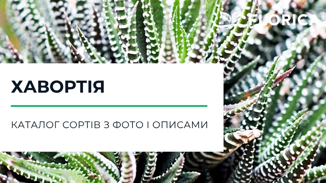 Хавортія: каталог сортів з фото і описами