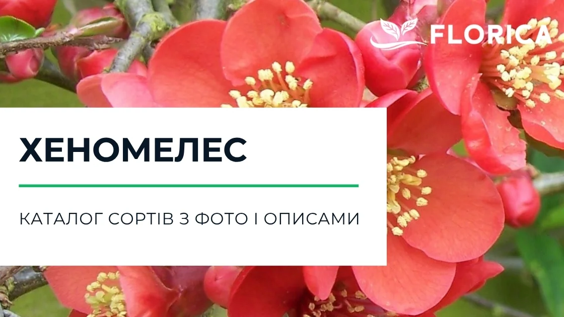 Хеномелес (айва): каталог сортів з фото і описами