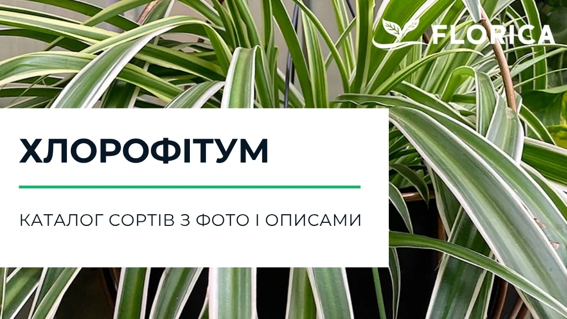 Хлорофітум: каталог сортів з фото і описами