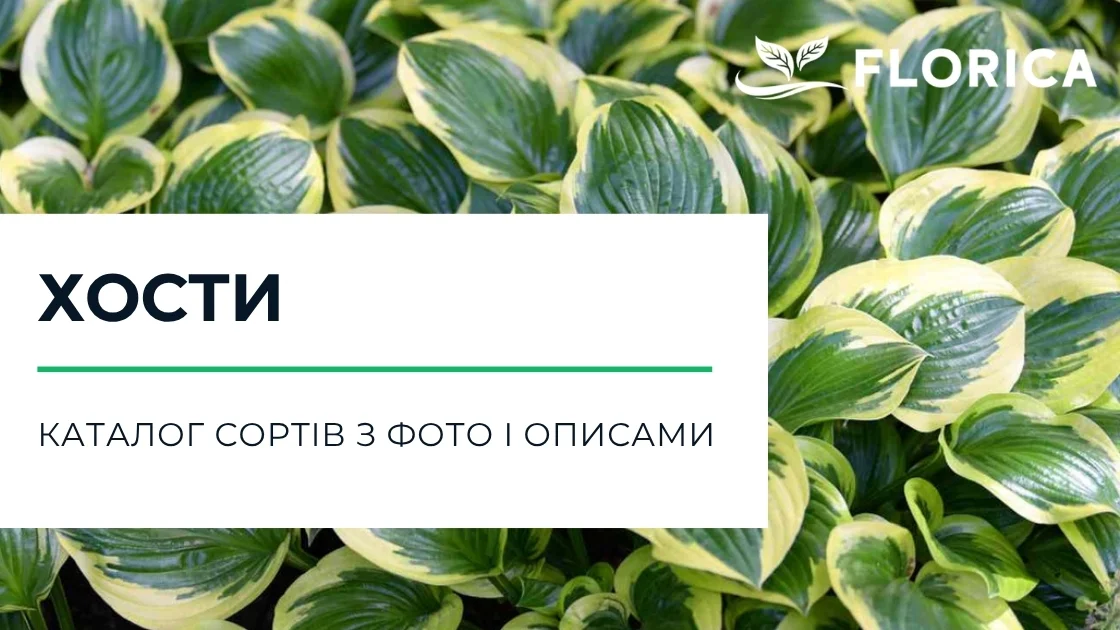 Хоста: каталог сортів з фото і описами
