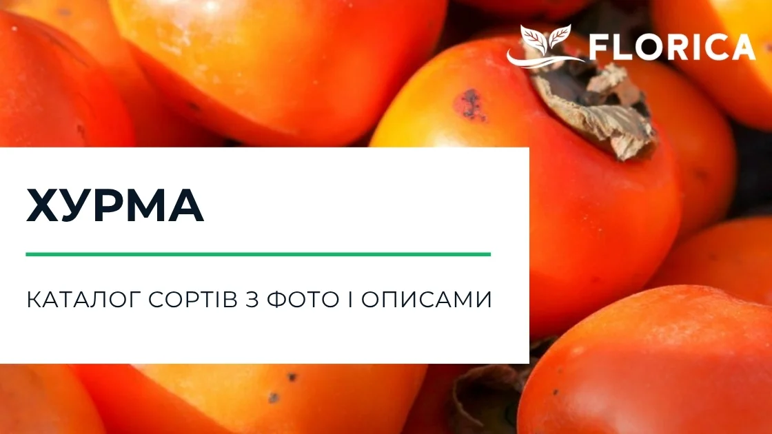 Хурма: каталог сортів з фото і описами