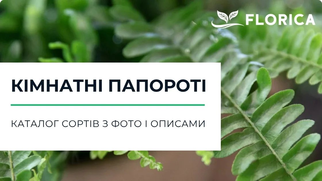 Кімнатні папороті: каталог сортів з фото і описами