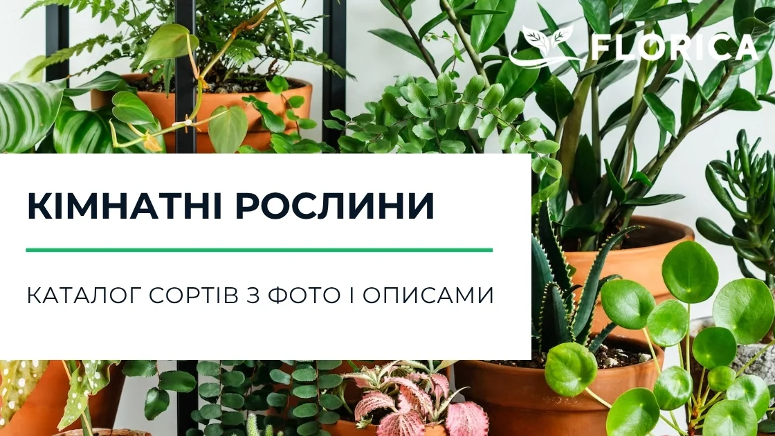 Кімнатні рослини: каталог сортів з фото і описами