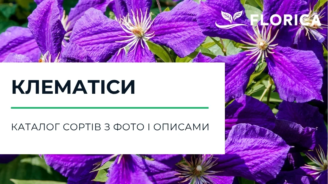 Клематіс: каталог сортів з фото і описами