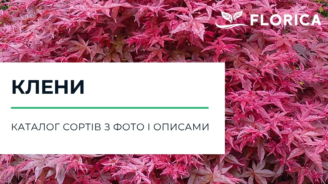Клен: каталог сортів з фото і описами
