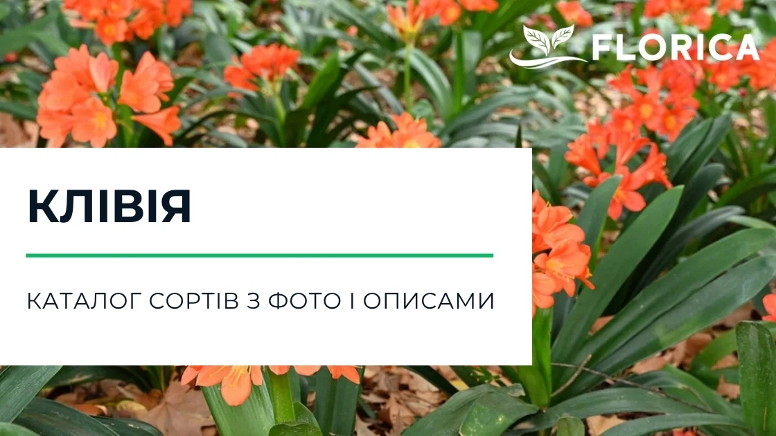 Клівія: каталог сортів з фото і описами