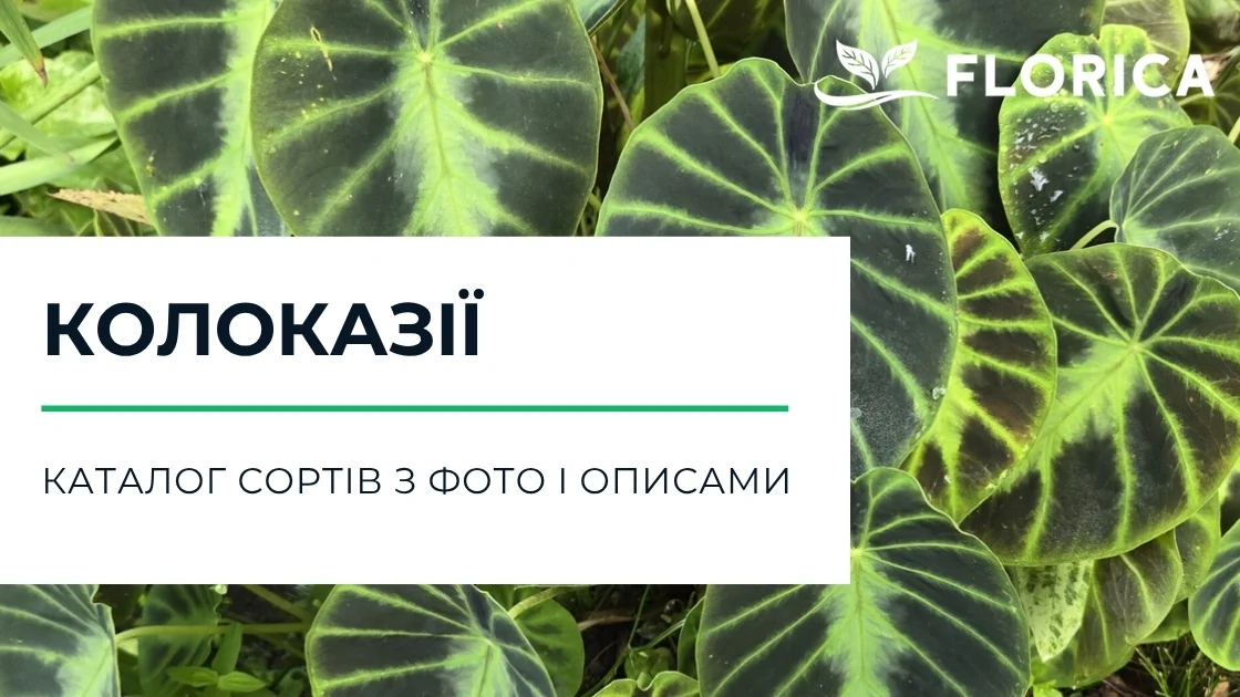 Колоказія: каталог сортів з фото і описами