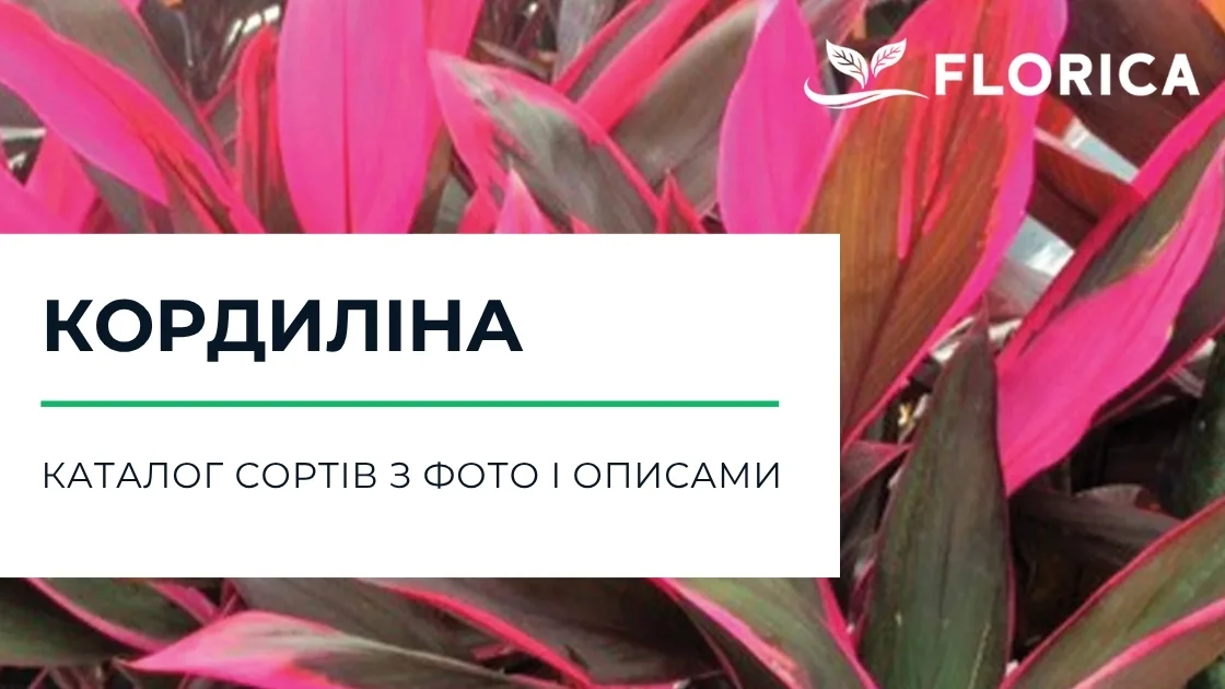 Кордиліна: каталог сортів з фото і описами