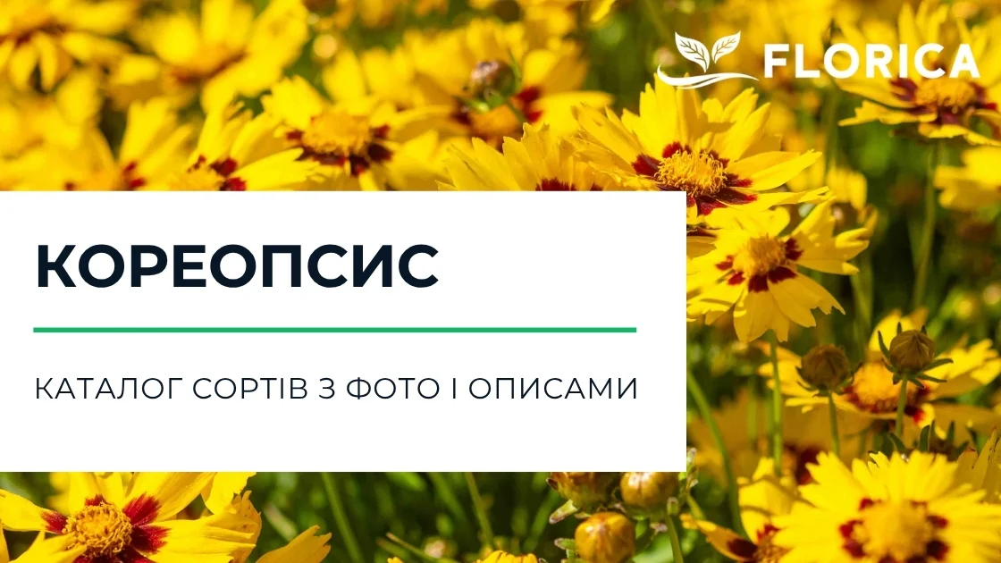 Кореопсис: каталог сортів з фото і описами