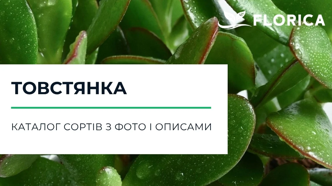 Крассула: каталог сортів з фото і описами