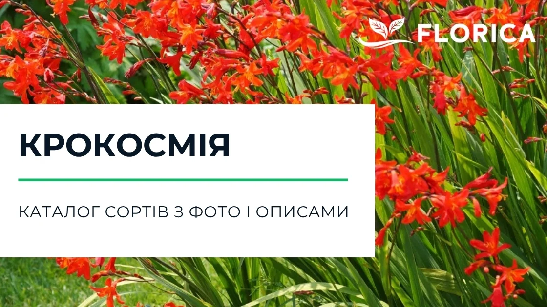 Крокосмія: каталог сортів з фото і описами