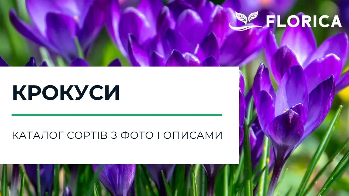 Крокус: каталог сортів з фото і описами