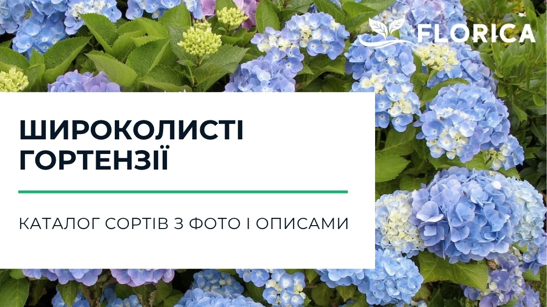 Широколиста гортензія: каталог сортів з фото і описами