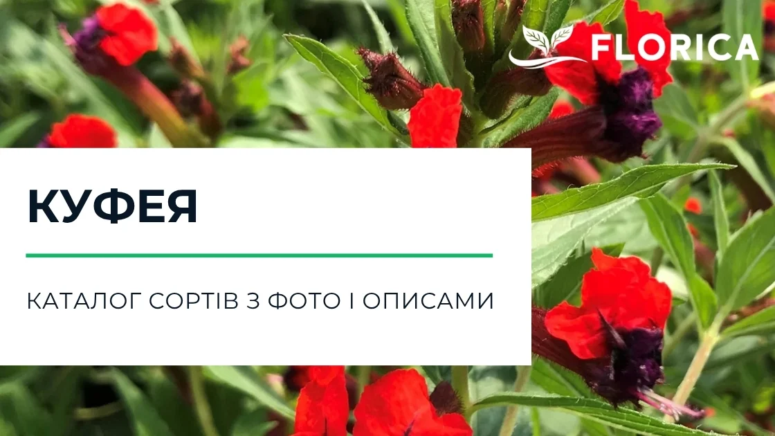 Куфея: каталог сортів з фото і описами