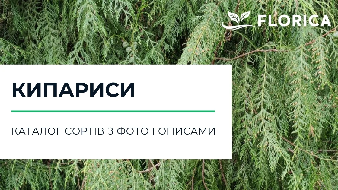 Кипарис: каталог сортів з фото і описами
