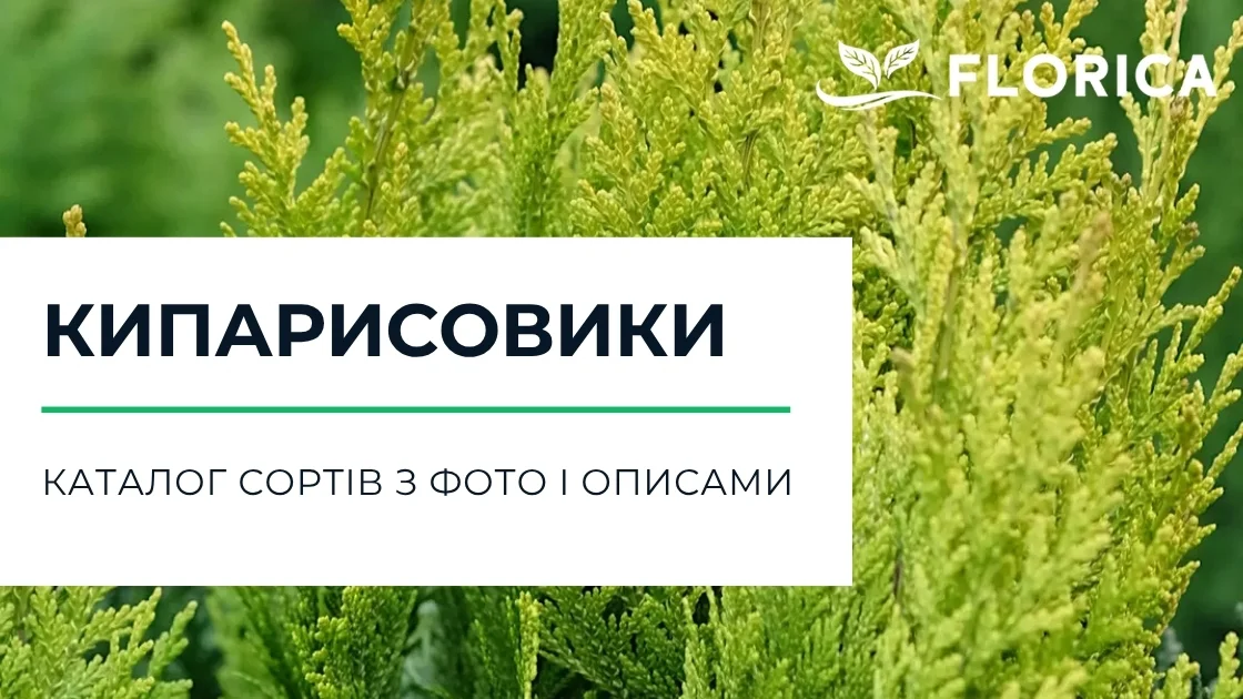 Кипарисовик: каталог сортів з фото і описами