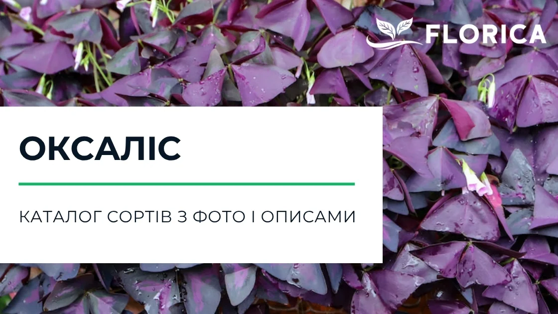 Кислиця (Оксаліс): каталог сортів з фото і описами