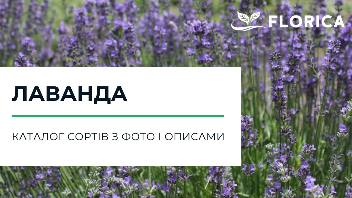 Лаванда: каталог сортів з фото і описами