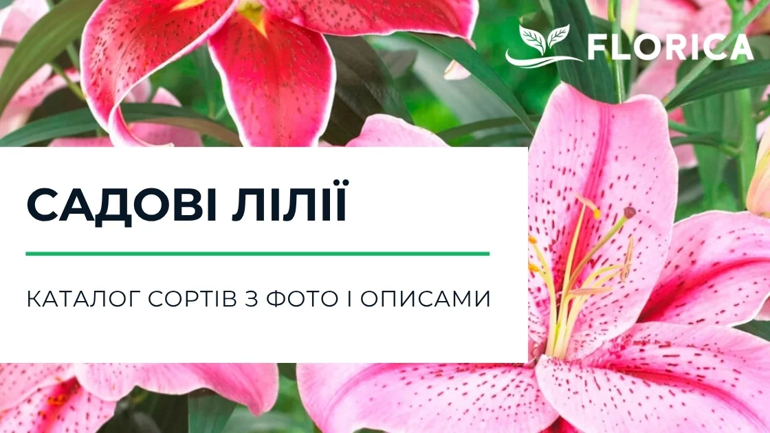 Лілії: каталог сортів з фото і описами