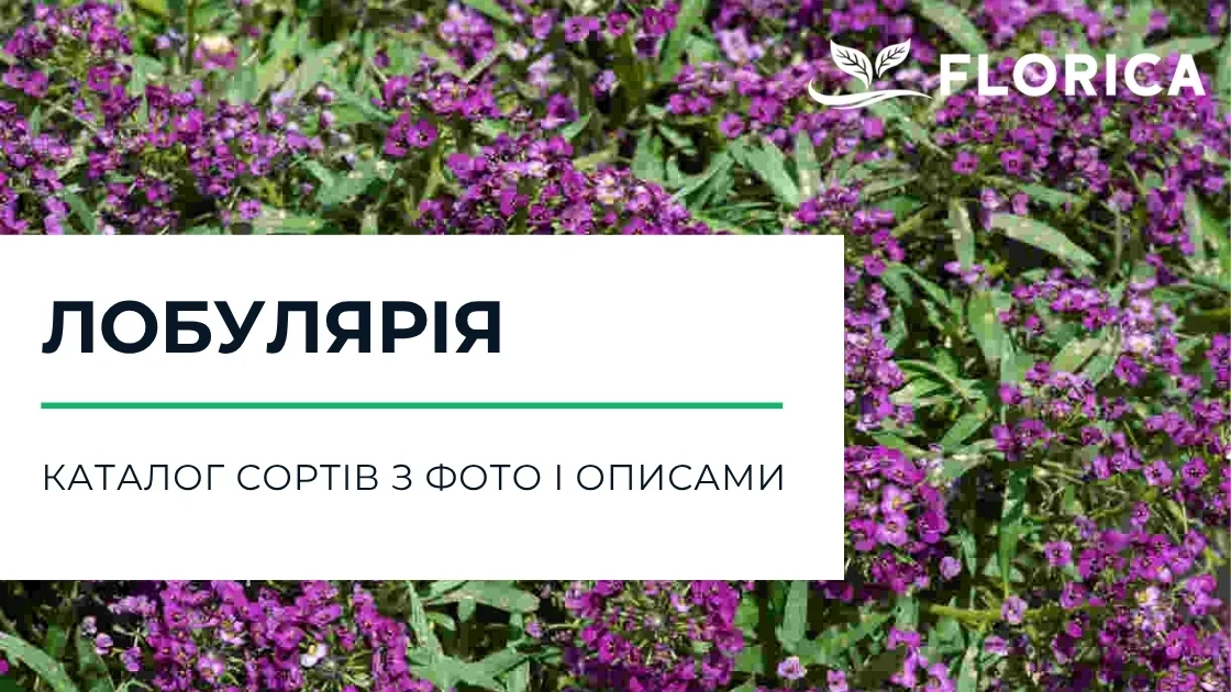 Лобулярія: каталог сортів з фото і описами