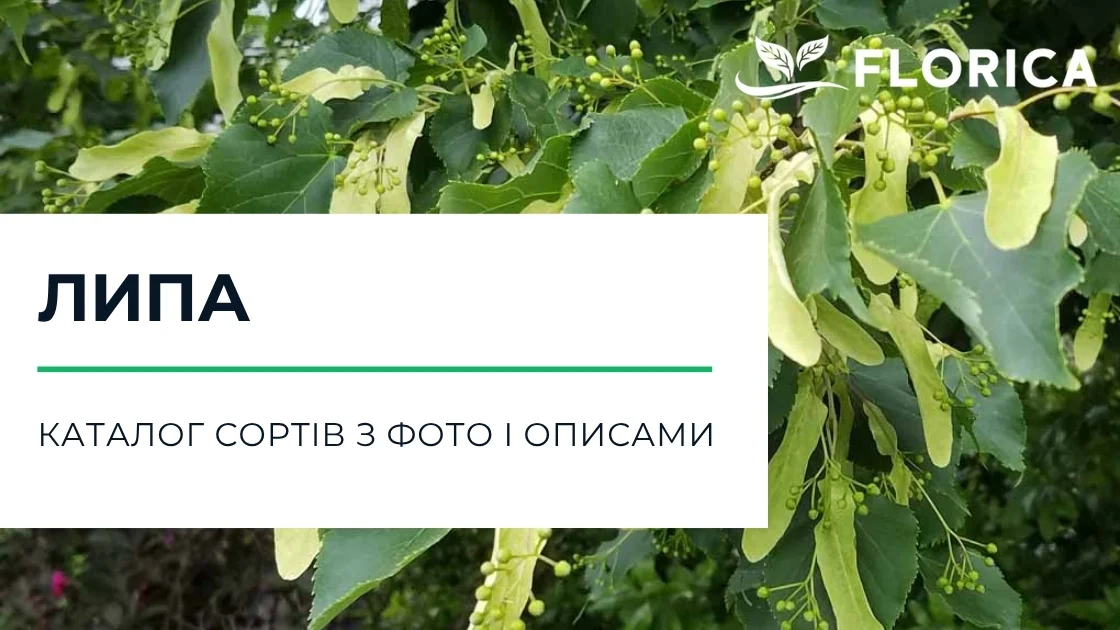Липа: каталог сортів з фото і описами