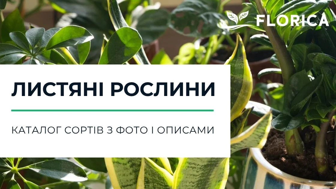 Декоративно-листяні рослини: каталог сортів з фото і описами