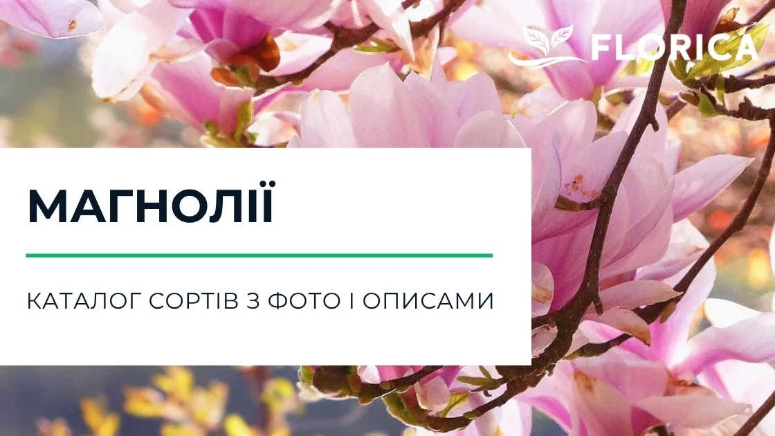 Магнолія: каталог сортів з фото і описами