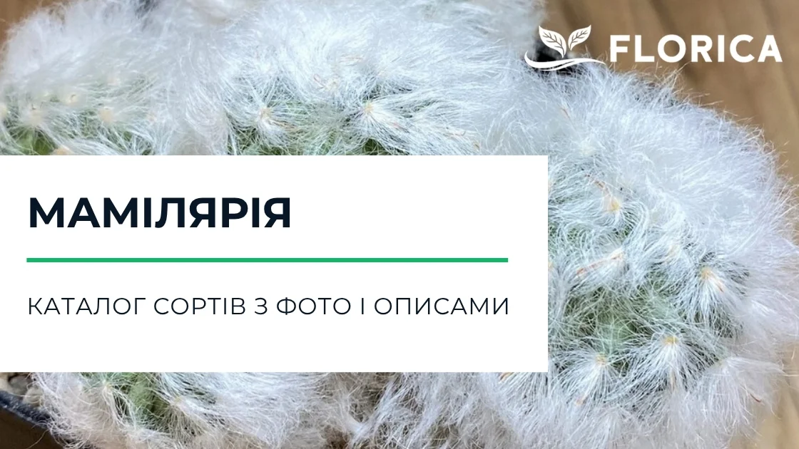 Мамілярія: каталог сортів з фото і описами
