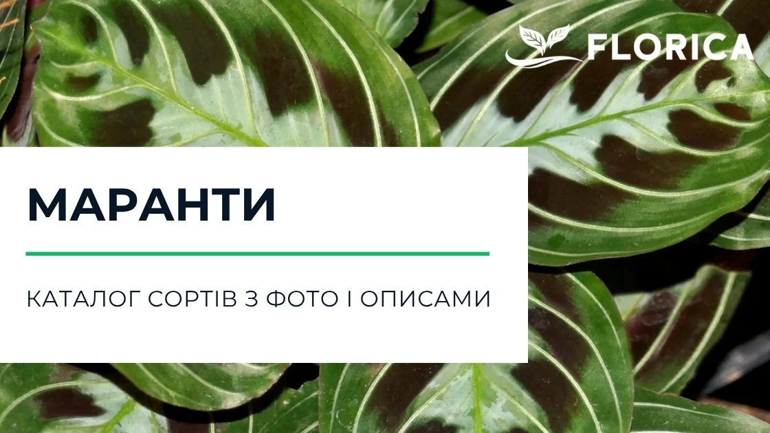 Маранта: каталог сортів з фото і описами